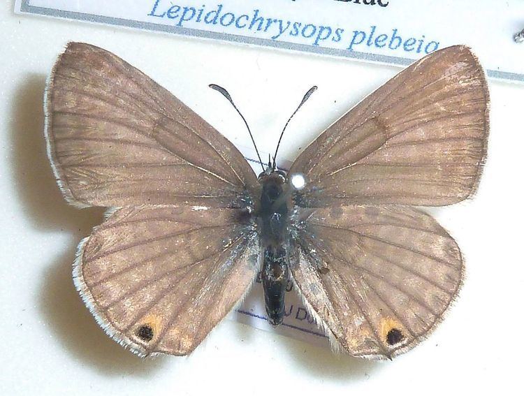 Lepidochrysops plebeja