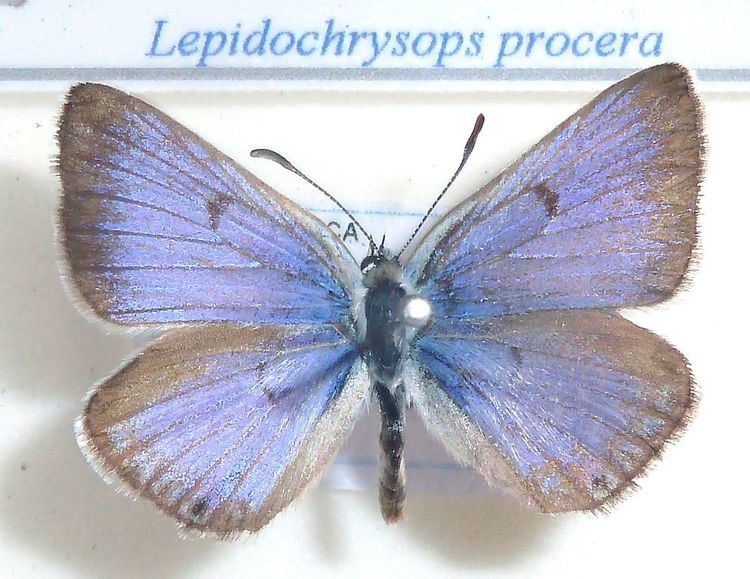 Lepidochrysops procera