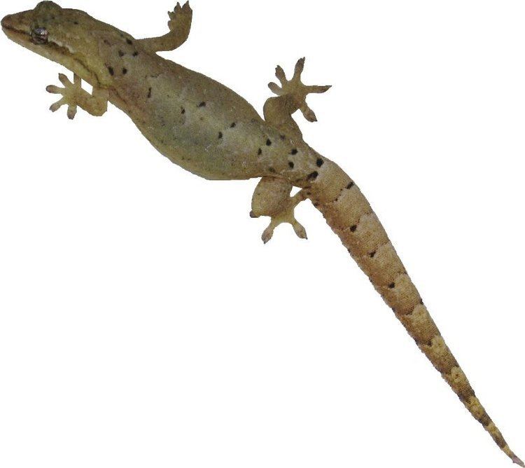 Lepidodactylus lugubris httpsuploadwikimediaorgwikipediacommons22