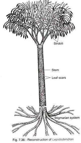 Lepidodendron Lepidodendron Habit Habitat and Structure