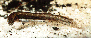 Lepidogalaxias Lepidogalaxias salamandroides