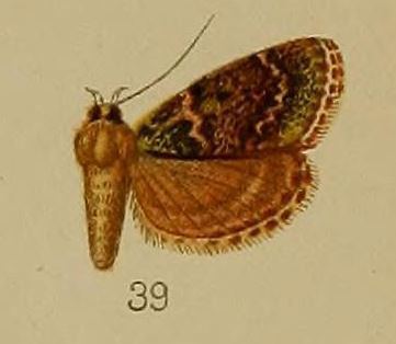 Lepidogma chlorophilalis