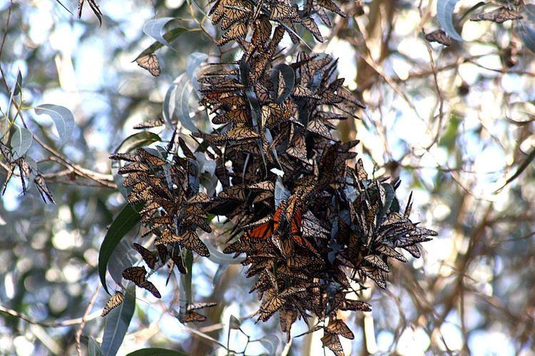 Lepidoptera migration