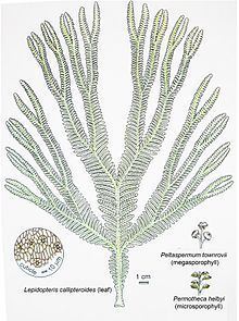 Lepidopteris callipteroides httpsuploadwikimediaorgwikipediacommonsthu