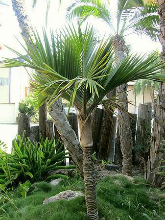 Lepidorrhachis Lepidorrhachis mooreana Palmpedia Palm Grower39s Guide
