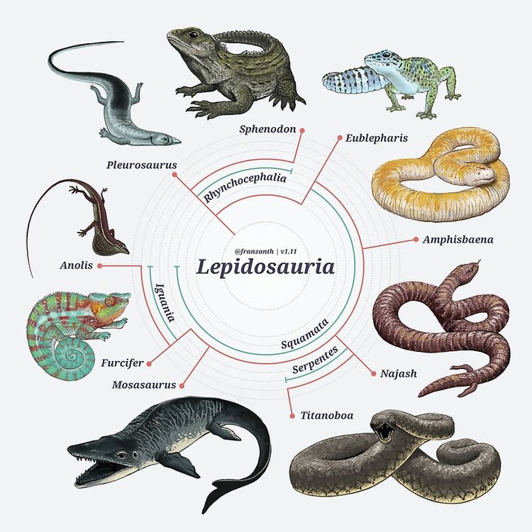 Lepidosauria Lepidosauria The Cladogramquot Posters by Franz Anthony Redbubble