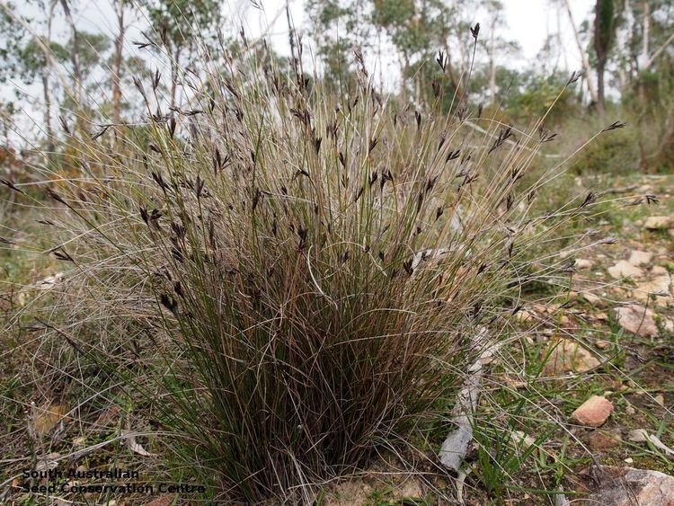 Lepidosperma Seeds of South Australia