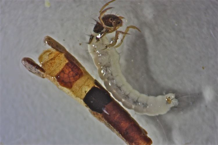 Lepidostomatidae Aquatic Insects of Central Virginia The Casemaker Lepidostomatid