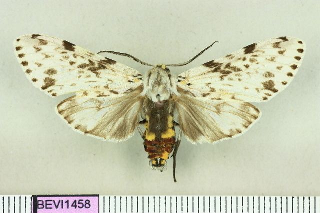 Lepidozikania cinerascens