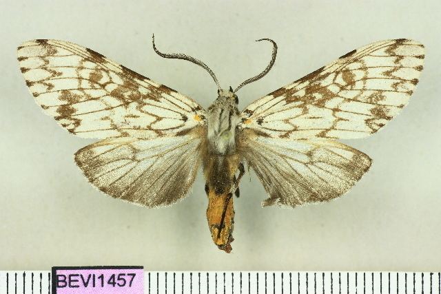 Lepidozikania similis