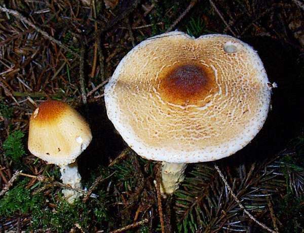 Lepiota clypeolaria Lepiota clypeolaria Shield Dapperling mushroom