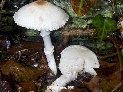 Lepiota ignivolvata Lepiota ignivolvata a rare dapperling mushroom