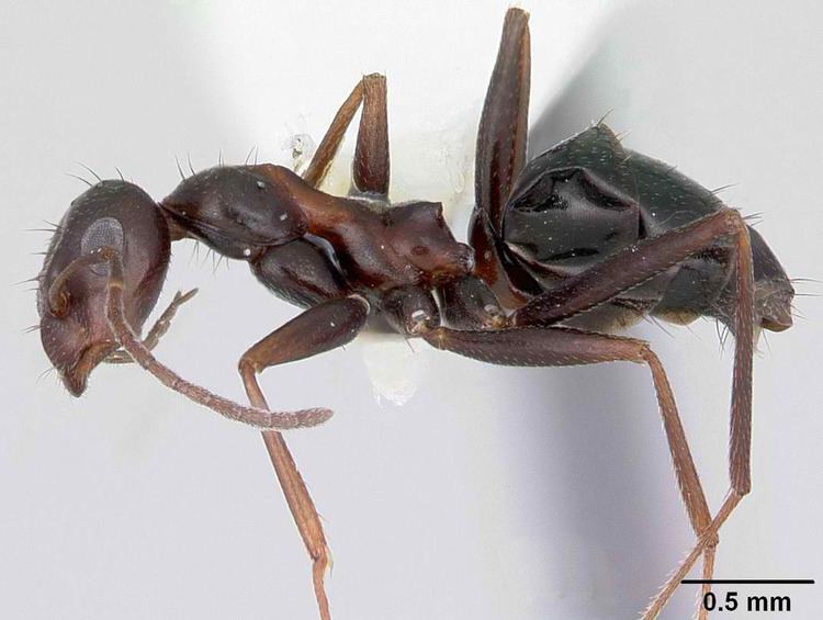 Lepisiota Taxa Antkey