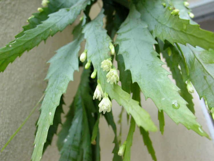 Lepismium houlletianum Lepismium houlletianum Snowdrop Cactus World of Succulents