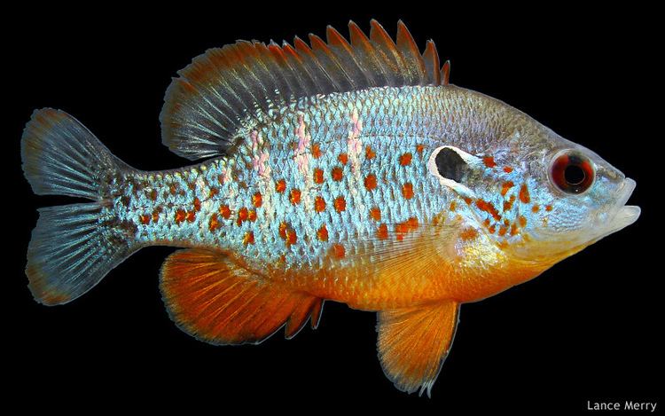 Lepomis Orangespotted Sunfish Lepomis humilis Image Source Freshwater