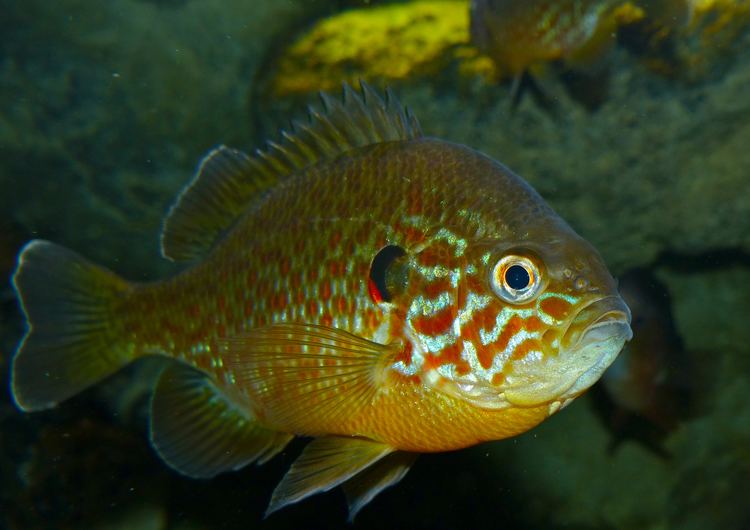 Lepomis Lepomis gibbosus Pumpkinseed Sunfish Life List Fish Pinterest