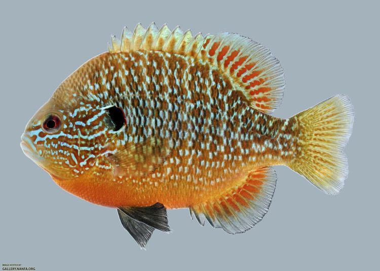 Lepomis megalotis Longear Sunfish male 12000