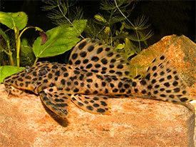 Leporacanthicus Leporacanthicus heterodon Golden Vampire Pleco Tropical Fish