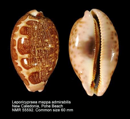 Leporicypraea mappa HomeNATURAL HISTORY MUSEUM ROTTERDAM Mollusca Gastropoda