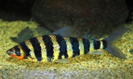 Leporinus Banded Leporinus 5cm Leporinus fasciatus Unusual Fish Freshwater