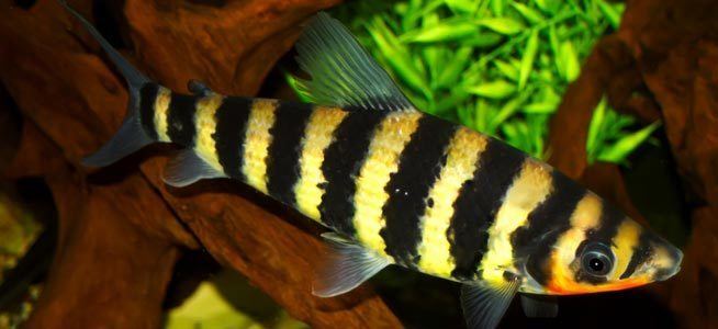 Leporinus Fish profile Banded Leporinus