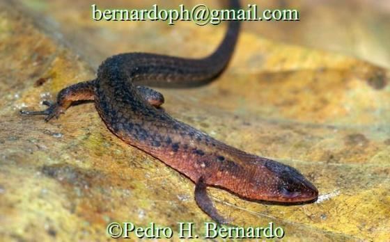 Leposoma Loxopholis osvaldoi The Reptile Database