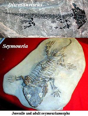 Lepospondyli Palaeos Vertebrates Lepospondyli Overview