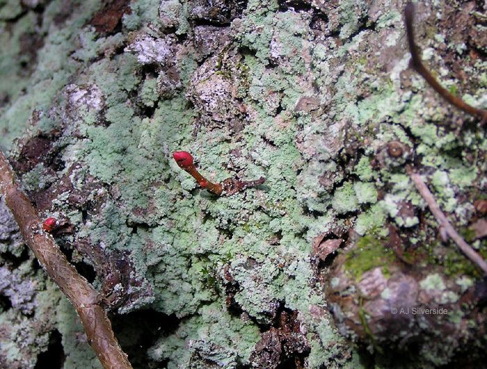 Lepraria Lepraria lobificans images of British lichens