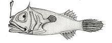 Leptacanthichthys gracilispinis httpsuploadwikimediaorgwikipediacommonsthu