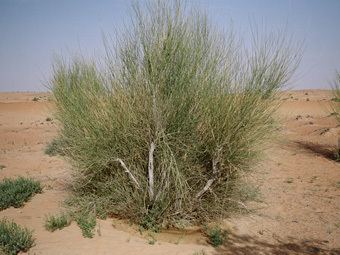 Leptadenia pyrotechnica Dubai Desert Conservation Resort