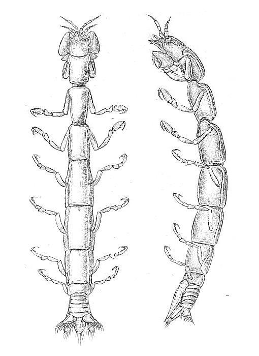 Leptanthuridae