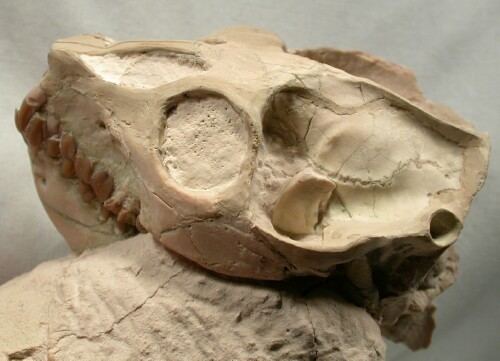 Leptauchenia Fossil Oreodont Skull