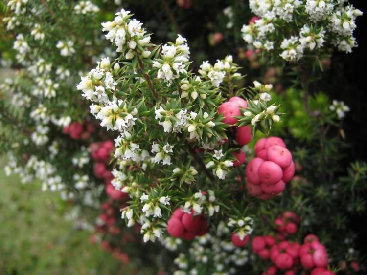 Leptecophylla juniperina Australian Plants Society Tasmania Inc Flora Page 3