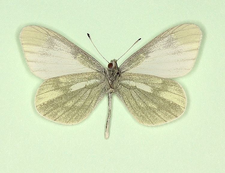 papered,unmounted LEPTIDAE REALI****male****Italy 