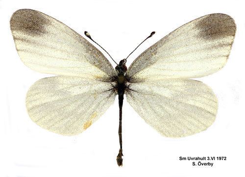 Leptidea reali Leptidea juvernica Insecta Lepidoptera Pieridae