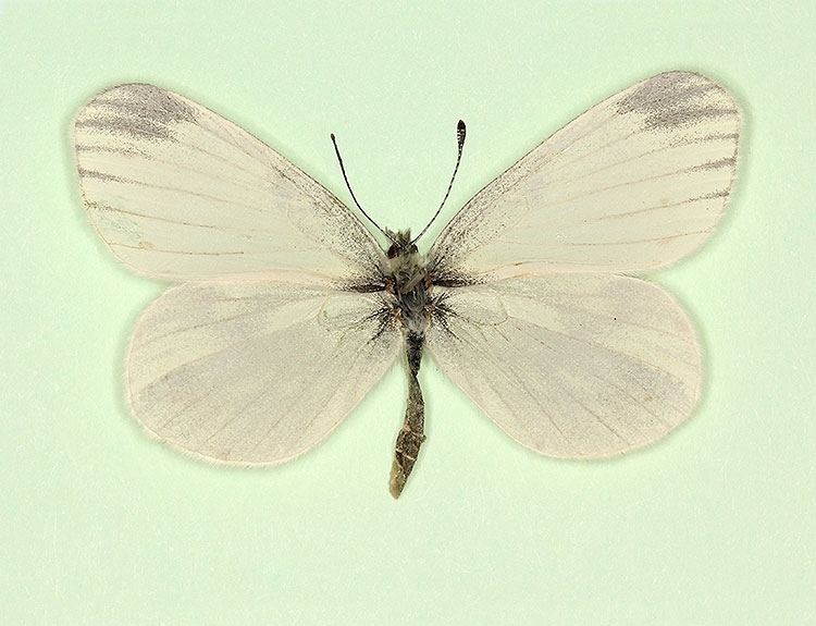Leptidea reali Reals Wood White Leptidea reali butterfly aberrations