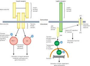 Leptin receptor Box 1 Central nervous system control of food intake Nature