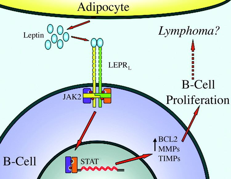 Leptin receptor Body Mass Index Leptin and Leptin Receptor Polymorphisms and Non