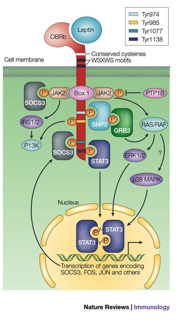 Leptin receptor Figure 4 The weight of leptin in immunity Nature Reviews Immunology