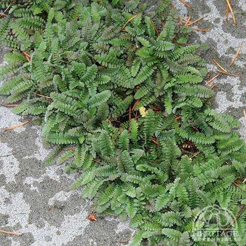 Leptinella Plant Profile for Leptinella squalida Green Brass Buttons Perennial