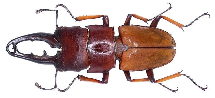 Leptinopterus Leptinopterus