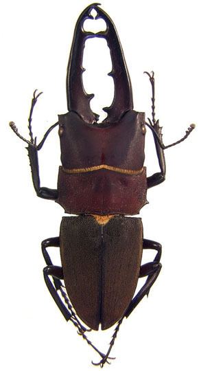 Leptinopterus Guide to New World Scarab BeetlesLucanidae Leptinopterus suturalis