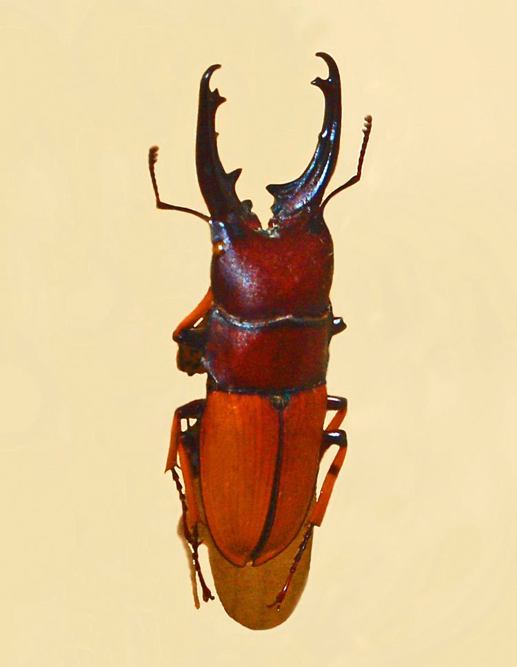 Leptinopterus tibialis