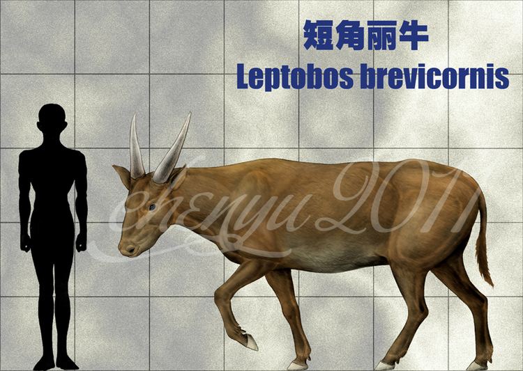 Leptobos Leptobos brevicornis by sinammonite on DeviantArt