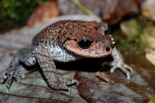 Leptobrachium boringii Emei moustache toad observed by benjamin on May 16 2014
