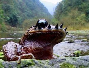 Leptobrachium boringii Another freak of nature the Emei moustache toad Why Evolution Is True