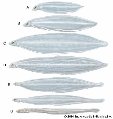 Leptocephalus leptocephalus eel larva Britannicacom
