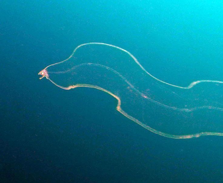 Leptocephalus Leptocephalus moray eel Completely transparent Check out this vid