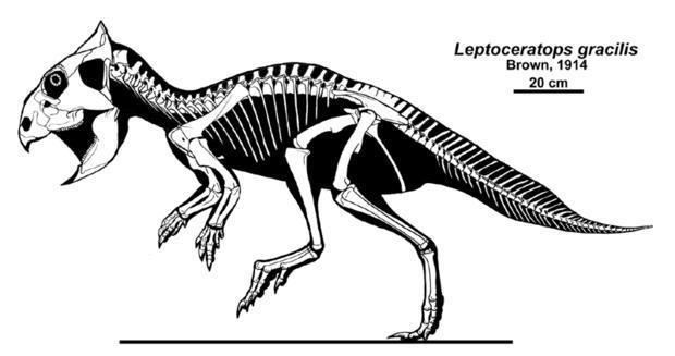 Leptoceratops 10 Little Facts About Leptoceratops Mental Floss