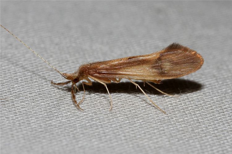 Leptoceridae Leptoceridae sp Longhorned Caddisfly Pinehurst housi Flickr